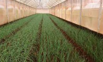 A importância e a forma de usar cobertura para cultivo de hortaliças