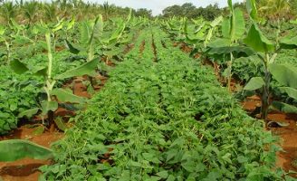 Mais renda para o agricultor com o consórcio de fruteiras com hortaliças e grãos