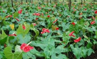 Agricultura familiar pode aumentar a renda com plantio de flores