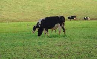 O pecuarista deve fazer consórcio de pastagens no inverno para produzir leite