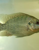 Qualidade da água nos tanques de reprodução de peixes pode ser analisada por biomarcadores do sangue