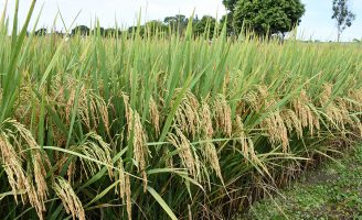 Sementes selecionadas promovem crescimento na produção de arroz no Tocantins