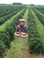 O produtor de café pode ganhar mais em produtividade com sistema de consórcio usando o capim Braquiária