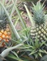 O Brasil vem se destacando na produção mundial de abacaxi