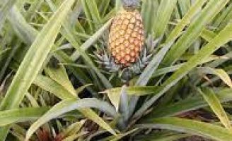 Cultivo orgânico de abacaxi produz mais do que no sistema convencional