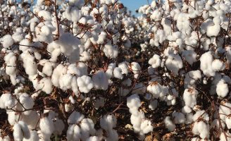 Uma semente de algodão resistente a pragas e que melhora os ganhos de produtividade