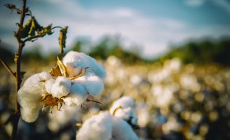 Cuidados que o produtor deve ter para manter a alta produtividade brasileira de algodão
