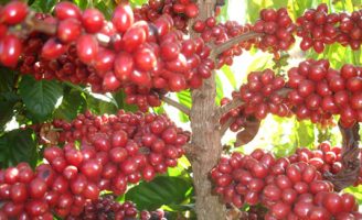 Primeira Indicação Geográfica para o Café conilon do Espírito Santo