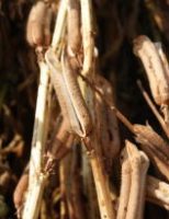 Agricultores brasileiros estão ganhando mais cultivando gergelim