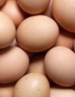 Orientações para o agricultor produzir melhor ovos caipiras