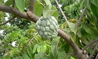 Recomendações para o bom cultivo e produção da ata