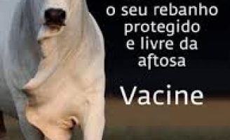 Hoje começa a campanha de vacinação contra febre aftosa