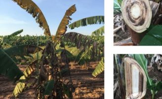 A praga da fusariose em bananeiras pode ser controlada com um correto manejo do solo