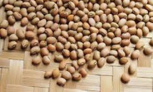 <h2><a href="https://nordesterural.com.br/uma-semente-de-feijao-de-corda-mais-resistente-aos-periodos-de-seca/">Uma semente de feij&atilde;o de corda mais resistente aos per&iacute;odos de seca</a></h2>O feij&atilde;o vigna, tamb&eacute;m chamado feij&atilde;o macassar, feij&atilde;o de corda ou feij&atilde;o-caupi, &eacute; uma cultura de importante destaque na economia nordestina e a principal fonte de prote&iacute;na na alimenta&ccedil;&atilde;o de