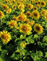 Pequenos produtores rurais estão cultivando mais o girassol