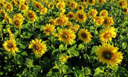 <h2><a href="https://nordesterural.com.br/pequenos-produtores-rurais-estao-cultivando-mais-o-girassol/">Pequenos produtores rurais est&atilde;o cultivando mais o girassol</a></h2>Comumente usado na produ&ccedil;&atilde;o de &oacute;leo comest&iacute;vel e tamb&eacute;m como acess&oacute;rio de decora&ccedil;&atilde;o, o girassol vem ganhando cada vez mais espa&ccedil;o entre produtores da agricultura fam&iacute;liar. Implantado em cons&oacute;rcio com
