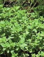 O agricultor pode ganhar mais dinheiro plantando hortelã