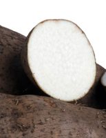 Uma semente de inhame capaz de produzir 30% a mais que a sementes tradicionais