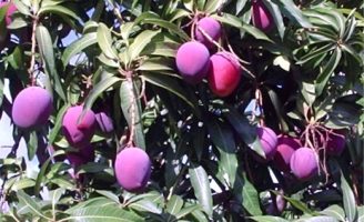 A manga rosa é mais cultivada na região nordeste do Brasil