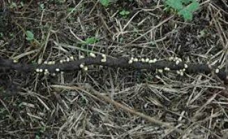 Como evitar o ataque da Pérola-da-Terra nas plantações de uva
