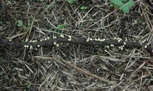 <h2><a href="https://nordesterural.com.br/como-evitar-o-ataque-da-perola-da-terra-nas-plantacoes-de-uva/">Como evitar o ataque da P&eacute;rola-da-Terra nas planta&ccedil;&otilde;es de uva</a></h2>A p&eacute;rola-da-terra &eacute; um inseto em forma de p&eacute;rola que vive no solo e, para se alimentar, suga as ra&iacute;zes das plantas, retirando os nutrientes que as mant&ecirc;m vivas.&nbsp; Fracas