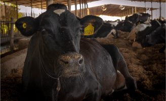 A incrível vaca de 15 crias e 100 toneladas de produção de leite