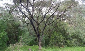Região do Planalto Sul Brasileiro recebe registro de Indicação Geográfica por produzir o Mel de Melato
