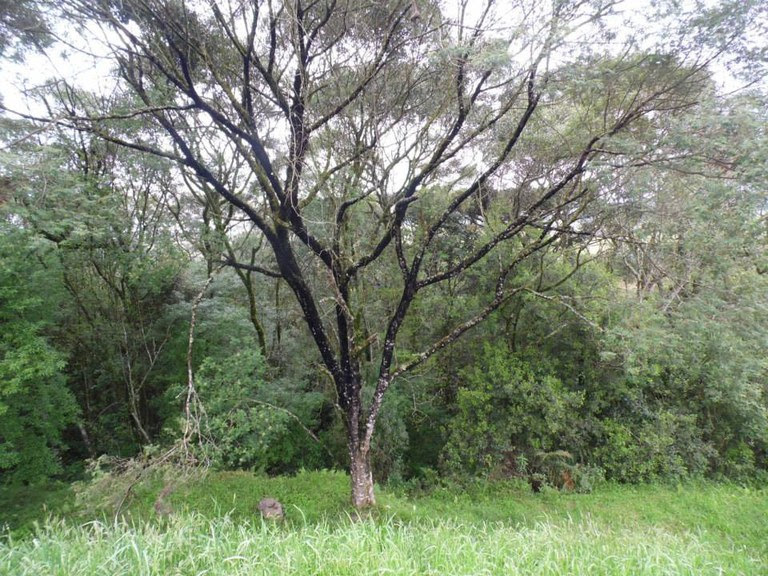 Região do Planalto Sul Brasileiro recebe registro de Indicação Geográfica por produzir o Mel de Melato