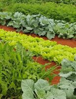 Boas sementes de hortaliças ajudam a melhorar a renda dos agricultores familiares