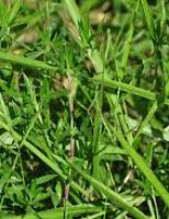 Vantagens do consórcio de braquiária com a leguminosa gliricídia