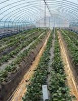 Como usar bem o plástico para proteger o cultivo de frutas