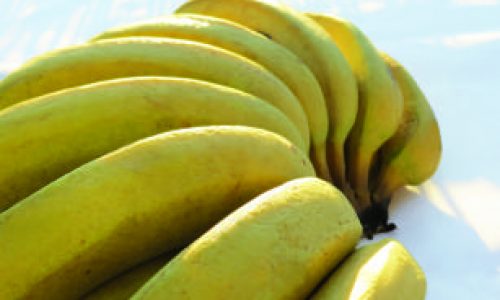 <h2><a href="https://nordesterural.com.br/uma-cultivar-de-bananeira-propria-para-agricultura-familiar/">Uma cultivar de bananeira pr&oacute;pria para agricultura familiar</a></h2>Sua principal vantagem da nova cultivar &eacute; a resist&ecirc;ncia &agrave; sigatoka-amarela e ao mal-do-Panam&aacute;, duas das principais doen&ccedil;as da cultura da banana. A nova cultivar foi Lan&ccedil;ada pela Embrapa Mandioca