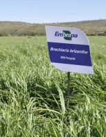 Preparação da área e escolha do capim tornam a criação de gado um sistema mais produtivo