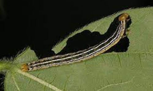 <h2><a href="https://nordesterural.com.br/orientacoes-para-combater-o-ataque-de-lagartas-na-plantacao-de-soja/">Orienta&ccedil;&otilde;es para combater o ataque de lagartas na planta&ccedil;&atilde;o de soja</a></h2>Estudos realizados pela Embrapa Soja t&ecirc;m demonstrado que as lagartas Rachiplusia nu e Crocidosema aporema podem se desenvolver em lavouras com cultivares de soja-Bt de primeira gera&ccedil;&atilde;o, (Intacta RR2 Pro&reg;,