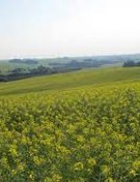 O agricultor pode melhorar a renda com um bom plantio de canola