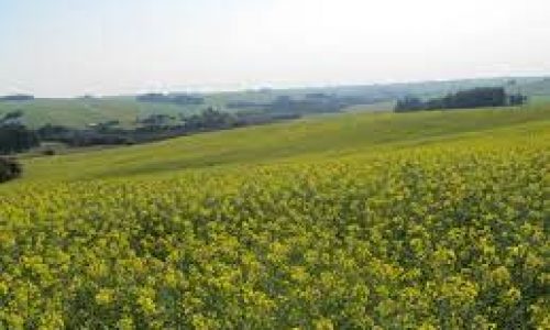 <h2><a href="https://nordesterural.com.br/o-agricultor-pode-melhorar-a-renda-com-um-bom-plantio-de-canola/">O agricultor pode melhorar a renda com um bom plantio de canola</a></h2>A canola &eacute; o terceiro gr&atilde;o de maior import&acirc;ncia econ&ocirc;mica no mundo. Assim como outros &oacute;leos vegetais, como o de soja, milho e girassol, o &oacute;leo da canola &eacute; usado