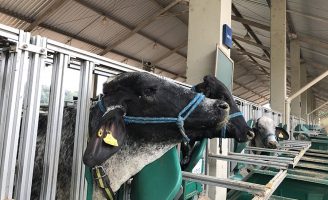 Já é possível prever o cio das vacas com algumas horas de antecedência