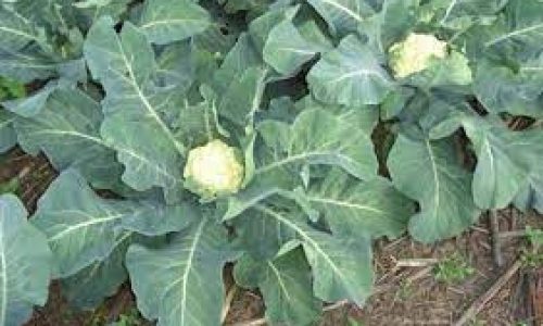<h2><a href="https://nordesterural.com.br/o-que-sao-brassicas-e-a-importancia-de-consumi-las/">O que s&atilde;o br&aacute;ssicas e a import&acirc;ncia de consumi-las</a></h2>As hortali&ccedil;as br&aacute;ssicas - ou vegetais cruc&iacute;feros, como tamb&eacute;m s&atilde;o chamadas, possuem o formato de uma cruz em sua superf&iacute;cie, cor esverdeada e nutrientes similares que n&atilde;o podem ficar de