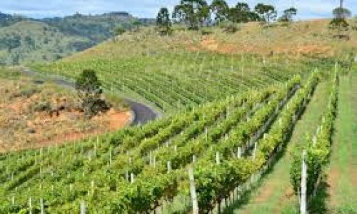<h2><a href="https://nordesterural.com.br/brasil-ganha-reconhecimento-de-indicacao-geografica-para-a-oitava-regiao-produtora-de-vinhos/">Brasil ganha reconhecimento de Indica&ccedil;&atilde;o Geogr&aacute;fica para a oitava regi&atilde;o produtora de Vinhos</a></h2>S&atilde;o os vinhos produzidos em altitude no estado de Santa Catarina. A partir de agora, a Indica&ccedil;&atilde;o Geogr&aacute;fica &ldquo;Santa Catarina&rdquo; poder&aacute; ser utilizada para indicar a proced&ecirc;ncia de vinhos finos,