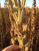 Aumento no consumo de gergelim estimula o crescimento da produção brasileira