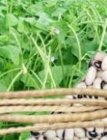 A história do feijão-caupi ou de corda na agricultura brasileira