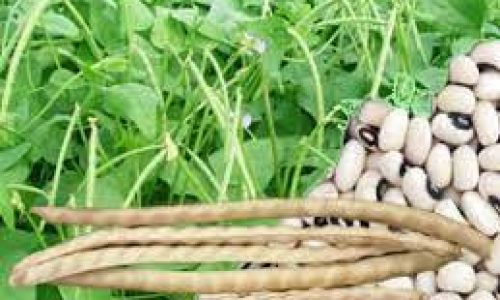 <h2><a href="https://nordesterural.com.br/a-historia-do-feijao-caupi-ou-de-corda-na-agricultura-brasileira/">A hist&oacute;ria do feij&atilde;o-caupi ou de corda na agricultura brasileira</a></h2>O feij&atilde;o caupi, conhecido tamb&eacute;m como feij&atilde;o-de-corda ou feij&atilde;o-macassar, &eacute; uma cultura origin&aacute;ria da &Aacute;frica que chegou ao Brasil trazido pelos portugueses, no s&eacute;culo XVI. Come&ccedil;ou a ser produzido na