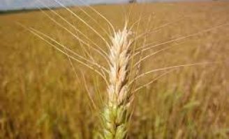 Aprenda a combater o ataque da giberela na plantação de trigo