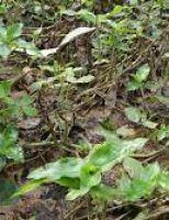Uma lista das plantas que podem enriquecer o solo