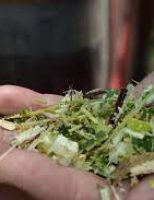 As técnicas que ajudam a manter uma boa alimentação de caprinos e ovinos no período da seca