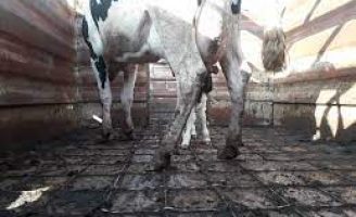 Revolta dos Fiscais Agropecuários e ONGs por causa da Regulamentação do abate de fêmeas gestantes
