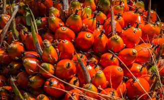 Pesquisadores ampliam os dados genéticos sobre dendê e aumentam o potencial da cultura para produção de biodiesel
