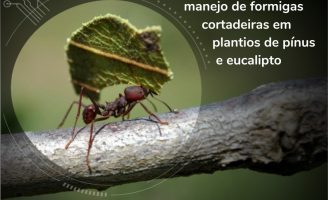 Pesquisadores orientam como livrar os plantios florestais do ataque das formigas cortadeiras