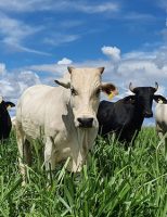 Mais animais por hectare se o produtor rural usar o novo protocolo de carne bovina brasileira de baixo carbono