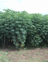 Novas cultivares de mandioca vão permitir maior produção de amido no Brasil